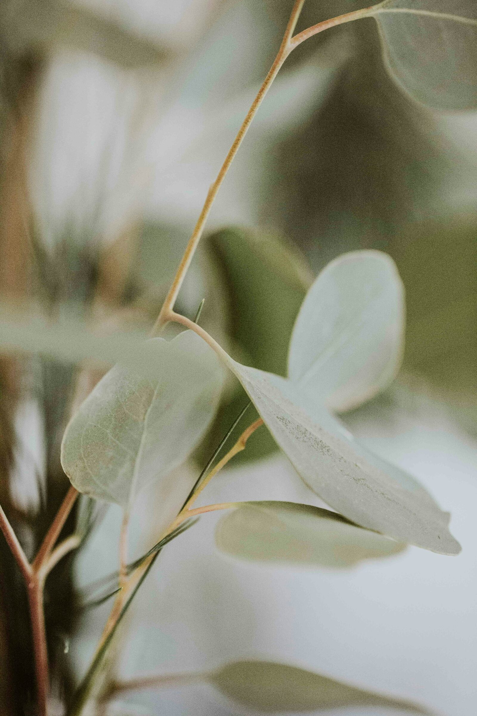 Feuillage d'eucalyptus, lumière douce