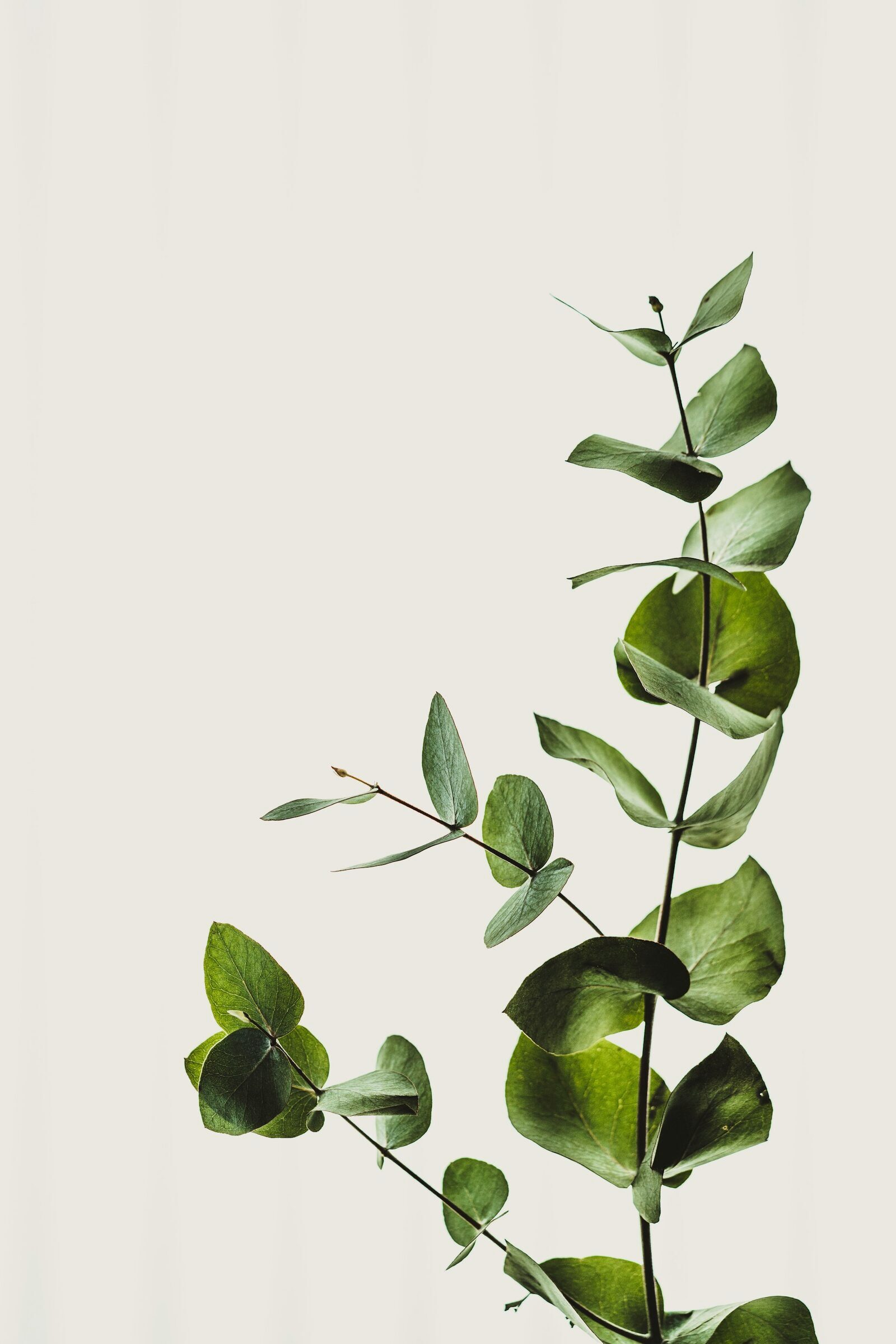Brins d'eucalyptus dans une lumière douce